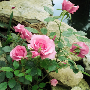 Rose - rosiers miniatures